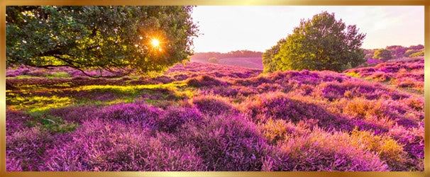 Nederlandse Heide honingraat in houten raampje - honing direct van de imker - Lekkerhoning.nl