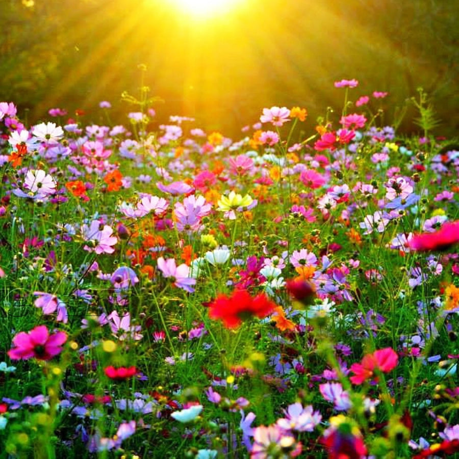 Bijenmix BeeHappy- Lekkerhoning.nl