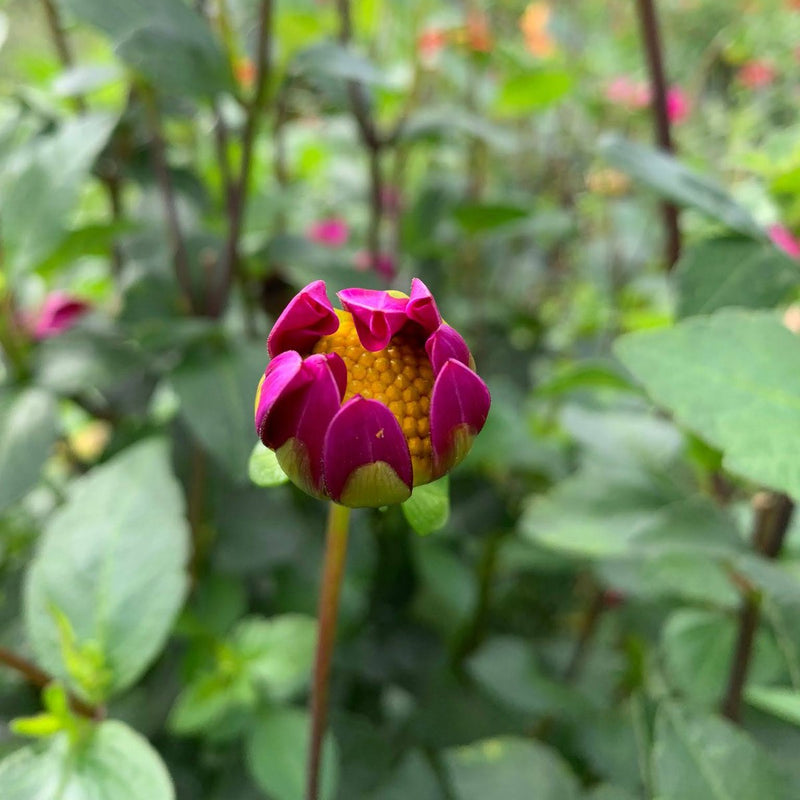 Bijvriendelijke dahlia in bloei met open hart vol stuifmeel